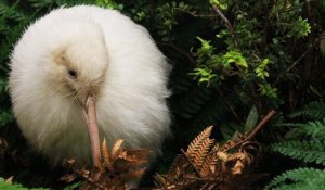 Le célèbre et rare kiwi blanc Manukura est décédé