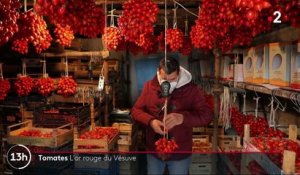 Italie : la culture des tomates sur les pentes du Vésuve
