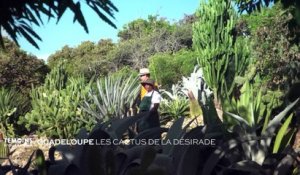 Guadeloupe : Les cactus de la Désirade