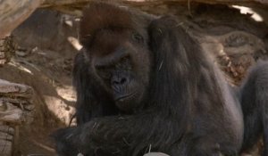 En Californie, deux gorilles du zoo de San Diego ont été testés positifs au Covid-19