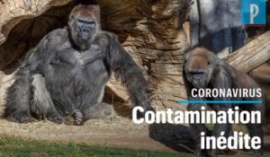 Covid-19 : des gorilles testés positifs dans un zoo à San Diego