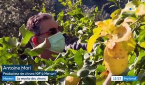 Alpes-Maritimes : la récolte des citrons de Menton démarre