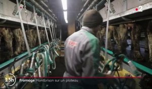 Fromage : à la découverte de la fourme de Montbrison, une spécialité de la Loire