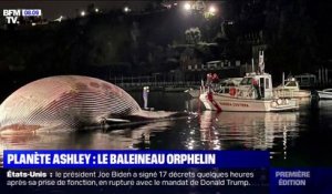 Une énorme baleine découverte morte dans un port italien