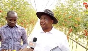 Adjoumani dans l’univers de la production de la tomate cerise en Côte d’Ivoire