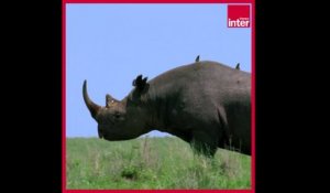 Un orphelinat pour bébés rhinocéros - La chronique environnement