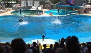 Le Parc Astérix ferme son delphinarium, avant un débat sur la maltraitance animale