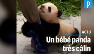 Ce bébé panda reste accroché aux bottes de son soigneur
