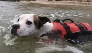 Australie : ce chien portant un gilet de sauvetage a sauvé un enfant de la noyade