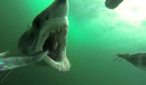 Il filme la morsure d'un requin mako