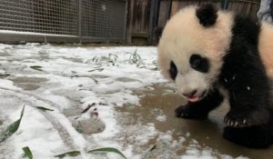 Dans cette vidéo, un panda géant s'éclate dans la neige, les images valent le détour