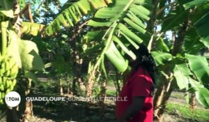 Guadeloupe - Cuisiner le bébélé