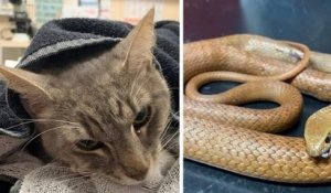 En Australie, un chat sacrifie sa vie pour sauver deux enfants d'une attaque de serpent