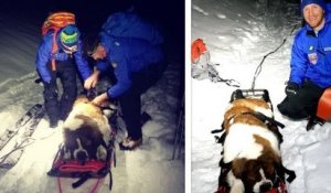 Pyrénées-Orientales : une chienne Saint-Bernard a été sauvée par des secouristes en haute montagne