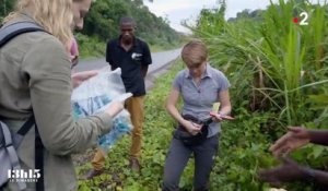 Ouganda : "Les chimpanzés sont exposés aux pesticides et à une pollution plastique au cœur de la forêt tropicale", alerte la primatologue Sabrina Krief