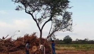 Ces éleveurs tentent de libérer un taureau coincé dans un arbre mais l'animal n'est pas très reconnaissant