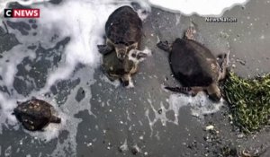 Texas : des milliers de tortues victimes de la vague de froid