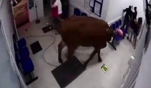 Une vache entre dans la salle d'attente d'un hôpital