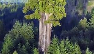 Voici l'arbre le plus haut du monde et il se trouve en Californie !