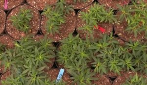 Actu - Cannabis : bientôt une filière dans la Creuse ?