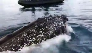 Une baleine fait le show en Antarctique