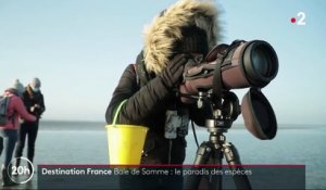 Découverte : les espèces protégées de la baie de Somme