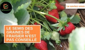 Le saviez-vous : Le semis des graines de fraisier n’est pas conseillé