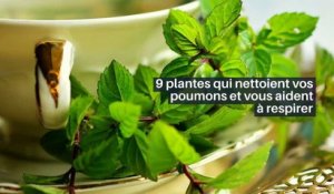 9 plantes qui nettoient vos poumons et vous aident à respirer