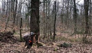 Quatre chênes de la forêt de Châteauroux abattus pour redonner vie à Notre-Dame-de-Paris