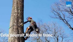 Dans la forêt de Bercé (Sarthe), huit chênes abattus pour reconstruire le socle de la flèche de la cathédrale Notre-Dame-de-Paris