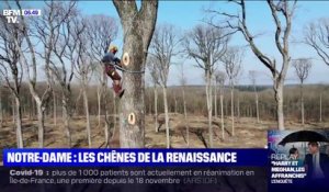 Huit chênes ont été abattus dans la Sarthe pour reconstruire le socle de la flèche de Notre-Dame de Paris