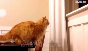 Un Chat Maladroit Sur Orange Videos