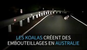 Un koala interrompt la circulation sur une route d'Australie