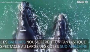 Incroyable images de baleines au large des côtes Sud-africaines