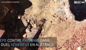 Guêpe contre araignée dans un combat vénéneux en Australie