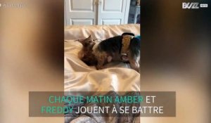 Ce chat et ce chien font semblant de se battre