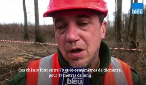 Des chênes de la forêt de Vouillé pour la reconstruction de Notre-Dame de Paris