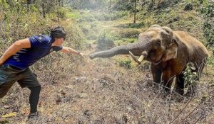 Thaïlande : un éléphant tend sa trompe pour saluer l'homme qui l'avait soigné il y a douze ans