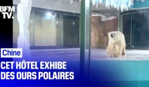 Cet hôtel chinois exhibe des ours polaires