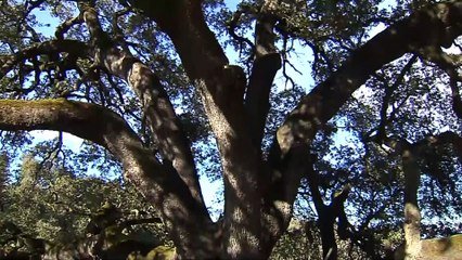 Le Chene Vert De Lecina Elu Arbre Europeen De L Annee