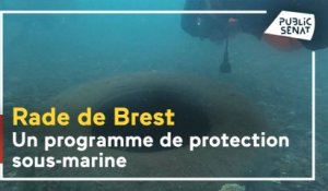 En rade de Brest, une biodiversité exceptionnelle à protéger