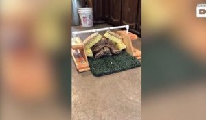 Une tortue et son fauteuil de massage