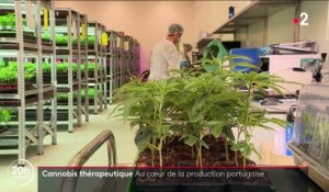 Portugal : au cœur d'une production de cannabis thérapeutique