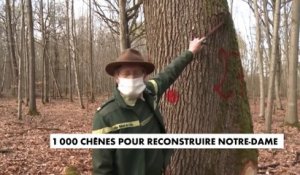 1.000 chênes abattus pour reconstruire Notre-Dame