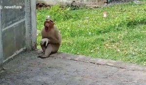 Un singe adopte un chiot... adorable