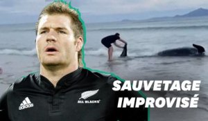 En Nouvelle-Zélande, cette légende des All Blacks sauve une baleine échouée