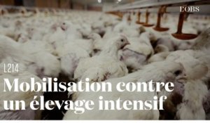 La grogne contre l'agrandissement d'un élevage intensif de poulets