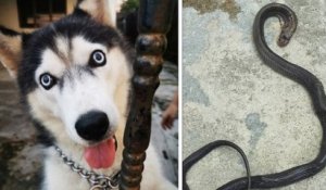 Malaisie : un husky décède après avoir protégé ses maîtres d'une attaque de serpent