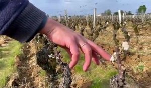 Gironde. Barsac : au château Coutet, le gel a frappé de plein fouet le futur millésime de 2021, la récolte estimée à 10%