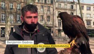 A Niort, des rapaces déployés en centre-ville pour lutter contre la prolifération des corbeaux